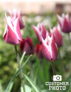 Menu Cheeriest Duo Collection -Outlet Holland Bulb Farms Store 88198 claudia lily flowering tulip 4