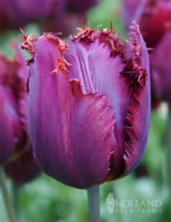 Menu Gipsy's Delight Collection -Outlet Holland Bulb Farms Store 88200 curly sue fringed tulip