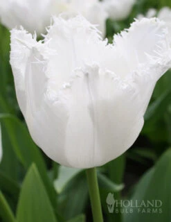 Menu Fringed Tulip Collection -Outlet Holland Bulb Farms Store 88201 signature fringed tulip
