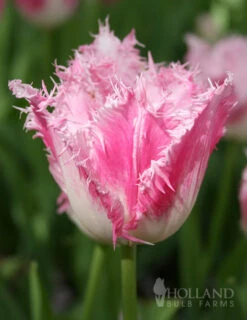 Menu Fringed Tulip Collection -Outlet Holland Bulb Farms Store 88203 fancy frills fringed tulip