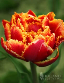 Menu Robust Double Flowering Tulip Collection -Outlet Holland Bulb Farms Store 88207 crystal beauty fringed double late tulip 1