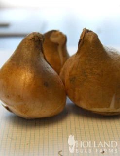 Menu Robust Double Flowering Tulip Collection -Outlet Holland Bulb Farms Store 88207 crystal beauty fringed double late tulip 2 1