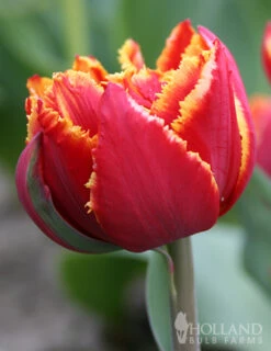 Menu Robust Double Flowering Tulip Collection -Outlet Holland Bulb Farms Store 88207 crystal beauty fringed double late tulip 3 1