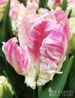 Menu Orange & Purple Tulip Collection -Outlet Holland Bulb Farms Store 88215 apricot parrot tulip