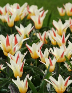 Menu Perennial Species Tulip Collection 23 Menu Perennial Species Tulip Collection -Outlet Holland Bulb Farms Store 88232 johann strauss kaufmanniana tulip 2