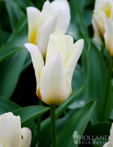 Menu Perennial Species Tulip Collection 11 Menu Perennial Species Tulip Collection - Image 9