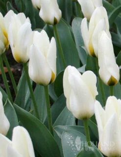 Menu Perennial Species Tulip Collection 24 Menu Perennial Species Tulip Collection -Outlet Holland Bulb Farms Store 88235 concerto greigii tulip