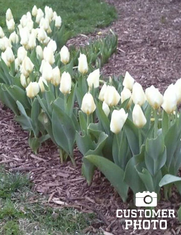 Menu Perennial Species Tulip Collection 12 Menu Perennial Species Tulip Collection - Image 10