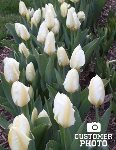 Menu Perennial Species Tulip Collection 13 Menu Perennial Species Tulip Collection - Image 11