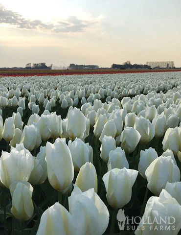 Menu Perennial Species Tulip Collection 10 Menu Perennial Species Tulip Collection - Image 8