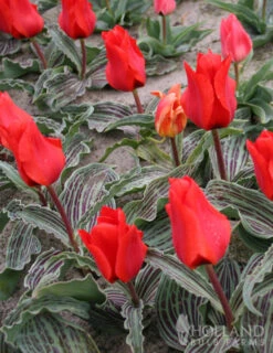 Menu Early Spring Tulip Collection 31 Menu Early Spring Tulip Collection -Outlet Holland Bulb Farms Store 88240 oriental beauty kaufmanniana tulip 2 2