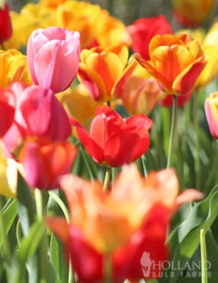 Menu 100 Tulips & Daffodils Collection 11 Menu 100 Tulips & Daffodils Collection -Outlet Holland Bulb Farms Store 88250 pastel mix triumph tulips 2