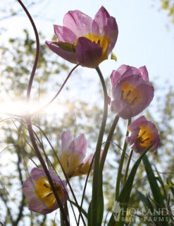 Menu Perennial Species Tulip Collection 31 Menu Perennial Species Tulip Collection -Outlet Holland Bulb Farms Store 88263 lilac wonder botanical tulip 2