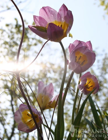 Menu Perennial Species Tulip Collection 16 Menu Perennial Species Tulip Collection - Image 14