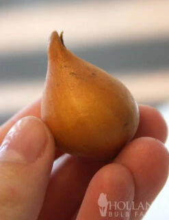 Menu Perennial Species Tulip Collection 32 Menu Perennial Species Tulip Collection -Outlet Holland Bulb Farms Store 88263 lilac wonder botanical tulip 3