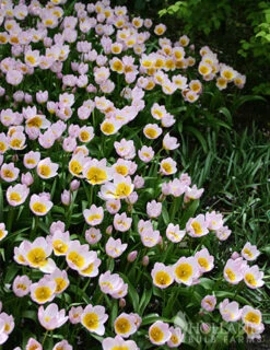 Menu Perennial Species Tulip Collection 33 Menu Perennial Species Tulip Collection -Outlet Holland Bulb Farms Store 88263 lilac wonder botanical tulip 4