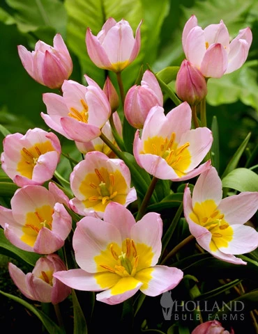 Menu Perennial Species Tulip Collection 15 Menu Perennial Species Tulip Collection - Image 13