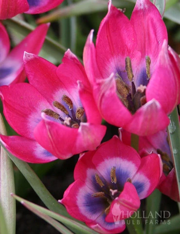 Menu Celebrate Spring Blend 9 Menu Celebrate Spring Blend - Image 7