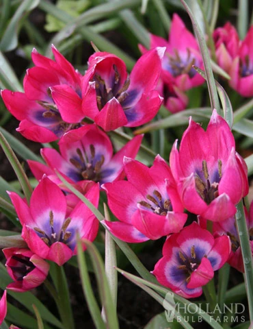 Menu Celebrate Spring Blend 10 Menu Celebrate Spring Blend - Image 8