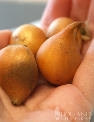 Menu Celebrate Spring Blend 11 Menu Celebrate Spring Blend - Image 9