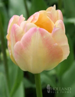 Menu Elegant Double Tulip Collection -Outlet Holland Bulb Farms Store 88282 elegant double tulip collection 2