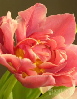 Menu Elegant Double Tulip Collection -Outlet Holland Bulb Farms Store 88282 elegant double tulip collection 6