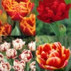 Menu Robust Double Flowering Tulip Collection -Outlet Holland Bulb Farms Store 88283 robust double flowering tulip collection
