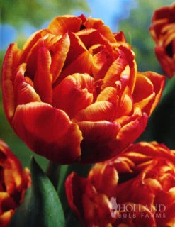 Menu Robust Double Flowering Tulip Collection -Outlet Holland Bulb Farms Store 88283 robust double flowering tulip collection 4