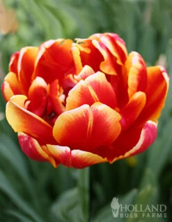 Menu Robust Double Flowering Tulip Collection -Outlet Holland Bulb Farms Store 88283 robust double flowering tulip collection 5