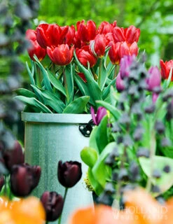 Menu Small Space Red, White And Blue Kit -Outlet Holland Bulb Farms Store 88287 red impression tulip