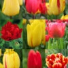 Menu 100 Blooms Of Red And Yellow Tulips Collection -Outlet Holland Bulb Farms Store 88312 100 blooms of red and yellow tulips