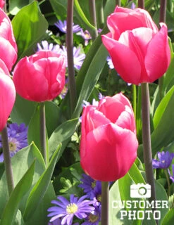 Menu Don't Go Breaking My Heart Duo -Outlet Holland Bulb Farms Store 88316 don quichotte tulip 2 2