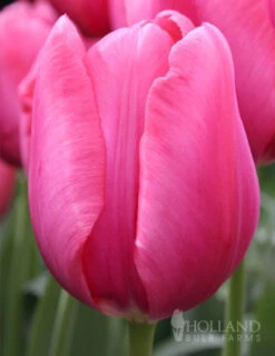 Menu Don't Go Breaking My Heart Duo -Outlet Holland Bulb Farms Store 88316 don quichotte tulip 3