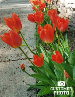 Menu All Spring Blooming Daffodil & Tulip Collection -Outlet Holland Bulb Farms Store 88322 2018 07 23 orange brilliant fosteriana tulip jenny 2 2