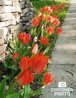 Menu Orange & Purple Tulip Collection -Outlet Holland Bulb Farms Store 88322 2018 07 23 orange brilliant fosteriana tulip jenny 5