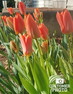 Menu Orange & Purple Tulip Collection -Outlet Holland Bulb Farms Store 88322 2018 07 27 jenny 2 3