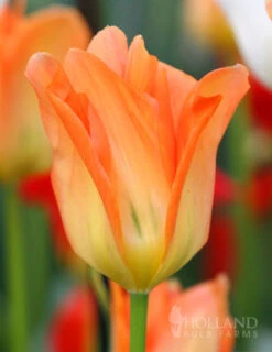 Menu Orange Ovation Collection -Outlet Holland Bulb Farms Store 88322 orange brilliant fosteriana tulip 3
