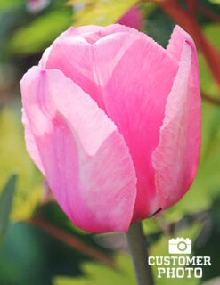 Menu Mid Spring Blooms Collection -Outlet Holland Bulb Farms Store 88327 pink impression tulip 2018 08 06 joan geraldson 1
