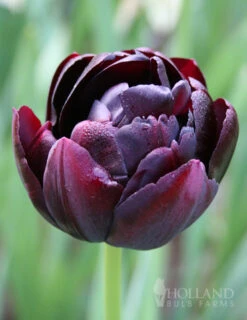 Menu Up & Up Double Tulip Collection -Outlet Holland Bulb Farms Store 88336 black hero double tulip