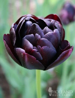 Menu Up & Up Double Tulip Collection -Outlet Holland Bulb Farms Store 88336 black hero double tulip 3
