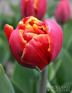 Menu Robust Double Flowering Tulip Collection -Outlet Holland Bulb Farms Store 88344 double focus double tulip 2