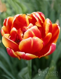 Menu Robust Double Flowering Tulip Collection -Outlet Holland Bulb Farms Store 88344 double focus double tulip