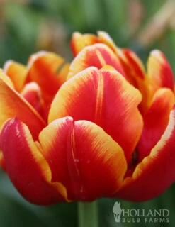Menu Robust Double Flowering Tulip Collection -Outlet Holland Bulb Farms Store 88344 double focus double tulip 3