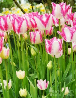 Menu Pink Tulip & Daffodil Collection -Outlet Holland Bulb Farms Store 88370 del piero triumph tulip 2