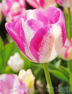 Menu Pink Tulip & Daffodil Collection -Outlet Holland Bulb Farms Store 88370 del piero triumph tulip