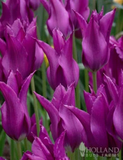 Menu Late Spring Blooms Collection -Outlet Holland Bulb Farms Store 88379 purple dream lily flowering tulip