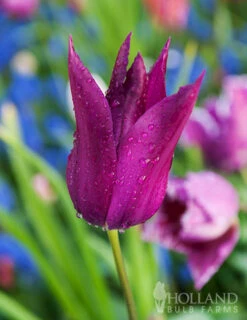 Menu Late Spring Blooms Collection -Outlet Holland Bulb Farms Store 88379 purple dream lily tulip