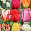 Menu Perennial Tulip Collection -Outlet Holland Bulb Farms Store 88401 perennial tulip collection 2