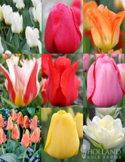 Menu Perennial Tulip Collection