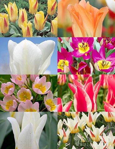 Menu Perennial Species Tulip Collection 3 Menu Perennial Species Tulip Collection